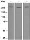 Talin 2 antibody, TA311091, Origene, Western Blot image 