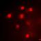 Paired Box 3 antibody, orb381939, Biorbyt, Immunofluorescence image 