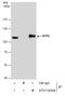 Splicing Factor Proline And Glutamine Rich antibody, GTX114209, GeneTex, Immunoprecipitation image 