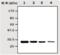 Complement C1q subcomponent subunit B antibody, ab71089, Abcam, Western Blot image 