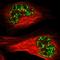 Methyl-CpG-binding protein MBD4 antibody, HPA002031, Atlas Antibodies, Immunofluorescence image 