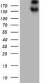 Sperm Associated Antigen 5 antibody, LS-C795461, Lifespan Biosciences, Western Blot image 