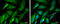 Huntingtin antibody, GTX132433, GeneTex, Immunofluorescence image 