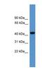 Wnt Family Member 10A antibody, NBP1-69116, Novus Biologicals, Western Blot image 