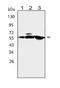 Calcium/calmodulin-dependent protein kinase kinase 1 antibody, LS-C312676, Lifespan Biosciences, Western Blot image 