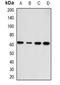 Hyaluronan Synthase 3 antibody, orb341131, Biorbyt, Western Blot image 