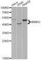 Inhibitor Of Nuclear Factor Kappa B Kinase Regulatory Subunit Gamma antibody, A0917, ABclonal Technology, Western Blot image 