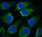 NTRK2 antibody, FNab09002, FineTest, Immunofluorescence image 