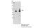 Proprotein Convertase Subtilisin/Kexin Type 2 antibody, 14013T, Cell Signaling Technology, Immunoprecipitation image 