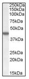 Casein Kinase 1 Epsilon antibody, AP08800PU-N, Origene, Western Blot image 