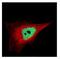 Zinc Finger Protein 302 antibody, NBP2-15169, Novus Biologicals, Immunofluorescence image 