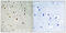 Ankyrin Repeat Domain 20 Family Member A3 antibody, GTX86997, GeneTex, Immunohistochemistry paraffin image 