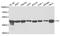 Fumarate hydratase, mitochondrial antibody, TA332842, Origene, Western Blot image 