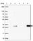 Deoxycytidine kinase antibody, HPA062773, Atlas Antibodies, Western Blot image 