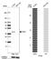 Paraoxonase 3 antibody, NBP1-86074, Novus Biologicals, Western Blot image 