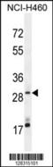 MAGI Family Member, X-Linked antibody, 55-484, ProSci, Western Blot image 