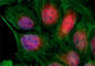 Checkpoint Kinase 2 antibody, 686603, BioLegend, Immunofluorescence image 