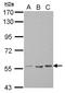 Tektin-5 antibody, NBP2-20595, Novus Biologicals, Western Blot image 