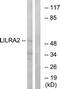 Leukocyte Immunoglobulin Like Receptor A2 antibody, LS-C120062, Lifespan Biosciences, Western Blot image 