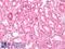 Prostaglandin E Receptor 3 antibody, LS-A972, Lifespan Biosciences, Immunohistochemistry frozen image 