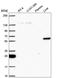 Target of EGR1 protein 1 antibody, HPA053775, Atlas Antibodies, Western Blot image 