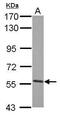 Nectin Cell Adhesion Molecule 4 antibody, PA5-30837, Invitrogen Antibodies, Western Blot image 