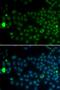 Speedy/RINGO Cell Cycle Regulator Family Member A antibody, orb48547, Biorbyt, Immunocytochemistry image 