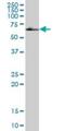 Homeobox And Leucine Zipper Encoding antibody, H00057594-B01P, Novus Biologicals, Western Blot image 