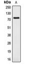 Amyloid Beta Precursor Like Protein 1 antibody, LS-C351825, Lifespan Biosciences, Western Blot image 