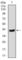 Twist Family BHLH Transcription Factor 1 antibody, abx010446, Abbexa, Western Blot image 