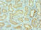 Bromodomain Containing 9 antibody, LS-C380126, Lifespan Biosciences, Immunohistochemistry paraffin image 