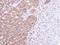 Serine/Threonine Kinase 25 antibody, LS-C185890, Lifespan Biosciences, Immunohistochemistry frozen image 