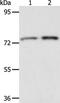 ACOX2 antibody, PA5-50297, Invitrogen Antibodies, Western Blot image 