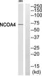 Nuclear Receptor Coactivator 4 antibody, PA5-39311, Invitrogen Antibodies, Western Blot image 