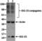 ISG15 Ubiquitin Like Modifier antibody, 14-5857-82, Invitrogen Antibodies, Western Blot image 