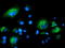 Sequestosome 1 antibody, LS-C785389, Lifespan Biosciences, Immunofluorescence image 