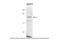 Chaperonin Containing TCP1 Subunit 7 antibody, PA5-43729, Invitrogen Antibodies, Western Blot image 