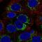 Growth Hormone Inducible Transmembrane Protein antibody, NBP2-49344, Novus Biologicals, Immunocytochemistry image 