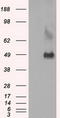 Lysyl Oxidase antibody, LS-C114936, Lifespan Biosciences, Western Blot image 