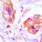 Filamin A antibody, LS-C353981, Lifespan Biosciences, Immunohistochemistry paraffin image 