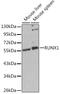 RUNX Family Transcription Factor 1 antibody, GTX54704, GeneTex, Western Blot image 