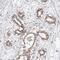 PHD Finger Protein 3 antibody, NBP1-86410, Novus Biologicals, Immunohistochemistry paraffin image 