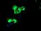 Receptor Accessory Protein 2 antibody, NBP2-01796, Novus Biologicals, Immunocytochemistry image 