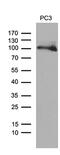 Ubiquitin Like With PHD And Ring Finger Domains 2 antibody, MA5-27268, Invitrogen Antibodies, Western Blot image 