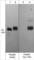 Paxillin antibody, PP4501, ECM Biosciences, Western Blot image 