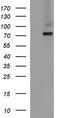 ALB antibody, CF507288, Origene, Western Blot image 