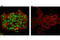 Nuclear Receptor Coactivator 3 antibody, 5765S, Cell Signaling Technology, Immunofluorescence image 