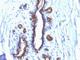 Mucin 1, Cell Surface Associated antibody, NBP2-44662, Novus Biologicals, Immunohistochemistry frozen image 