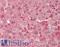 Biliverdin Reductase B antibody, LS-B11273, Lifespan Biosciences, Immunohistochemistry frozen image 