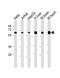 Phosphoglucomutase 1 antibody, 61-146, ProSci, Western Blot image 